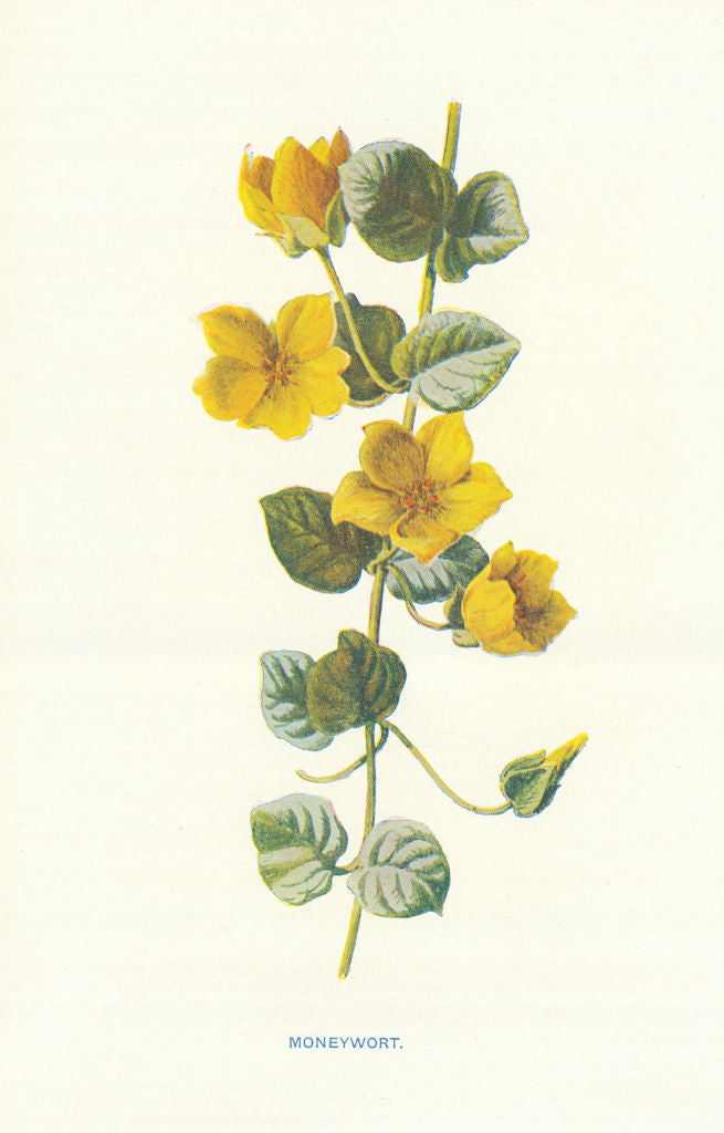 Moneywort. Wild Flowers by Frederick Edward Hulme c1895 old antique print